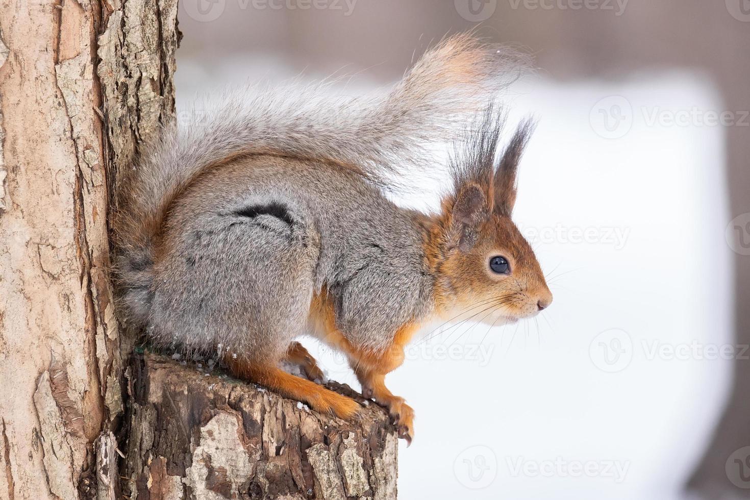 Eichhörnchen, das auf einem Baumzweig im Winterwald sitzt und Samen auf schneebedeckten Bäumen knabbert. foto