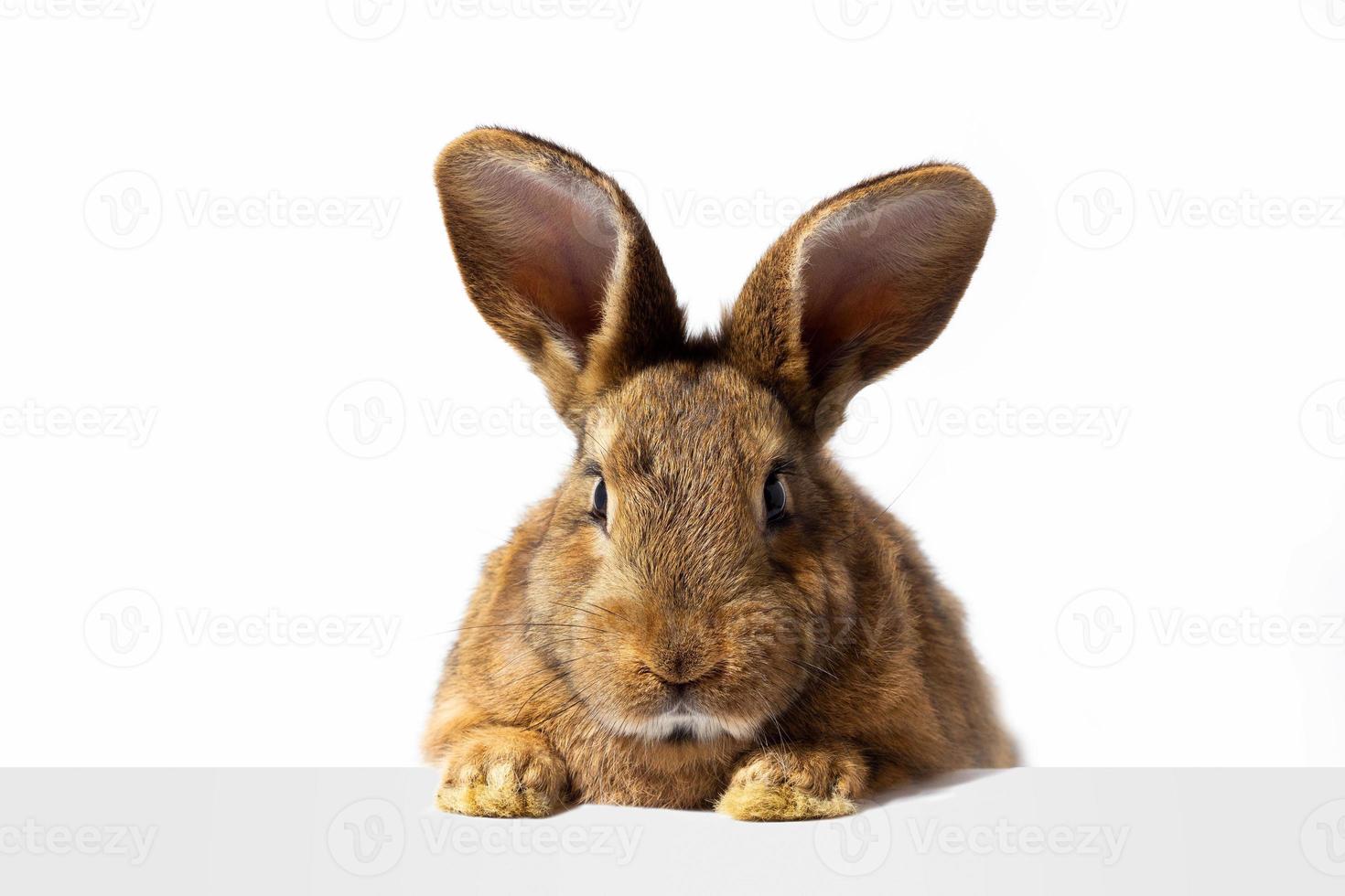 Rotes, flauschiges Kaninchen schaut auf das Schild. isoliert auf weißem Hintergrund Osterhase. roter Hase für Werbung. foto