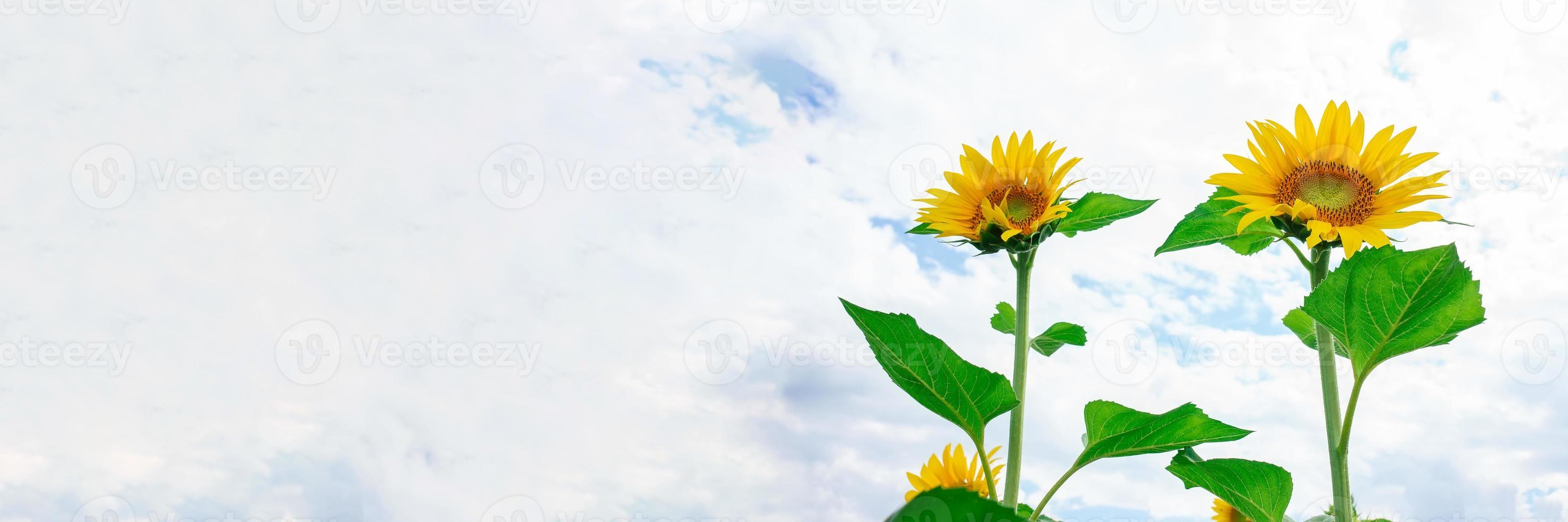 schöne Landschaft mit Sonnenblumenfeld über blauem Himmel. Naturkonzept foto