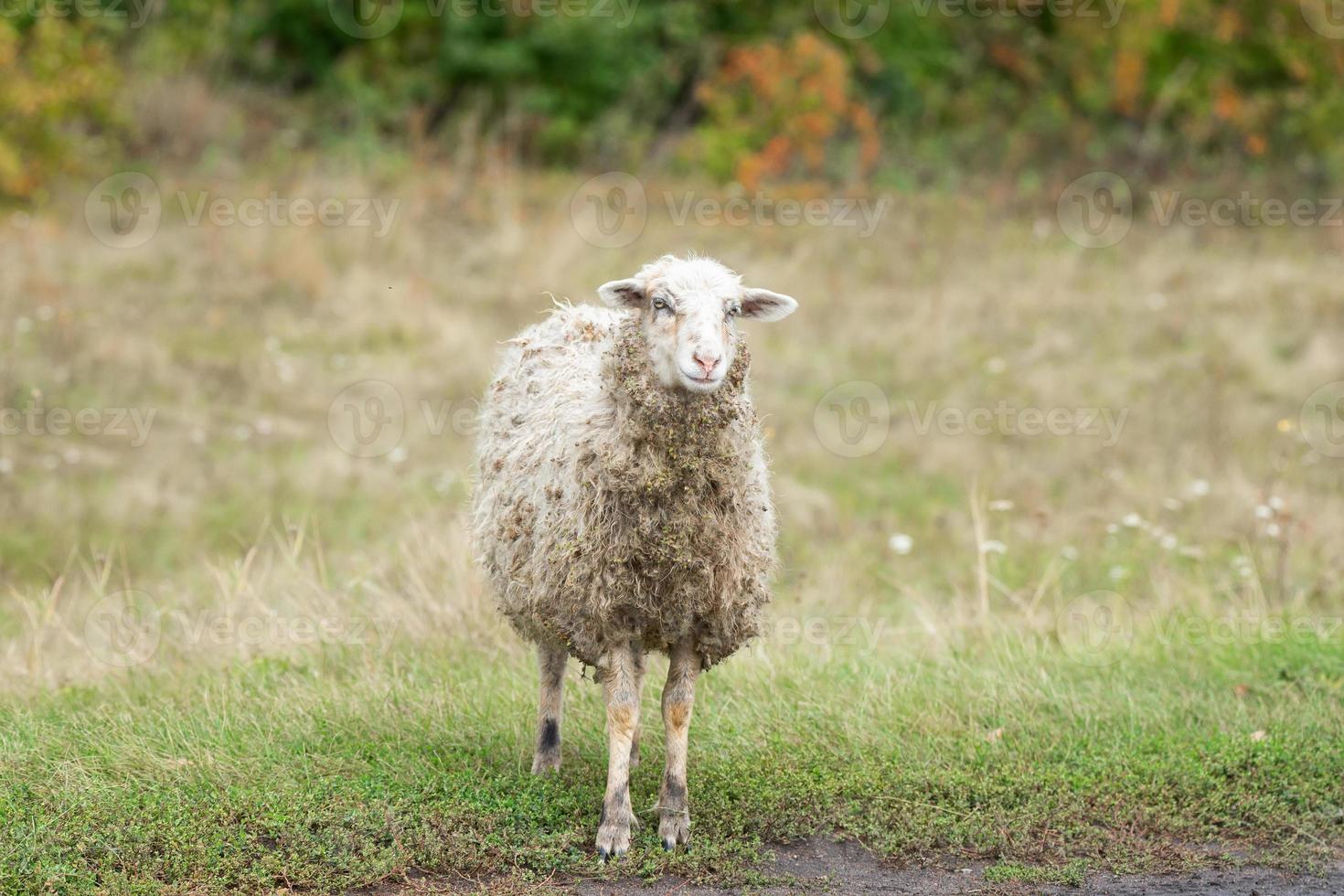 Schafe und Lamm auf grünem Gras. foto
