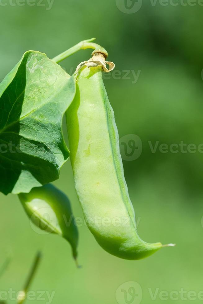 Makro des Anbaus von Erbsen auf dem Feld, reife frische grüne Erbsen im Bio-Bauernhof, grüne Erbsen, die in der Pflanze hängen. foto