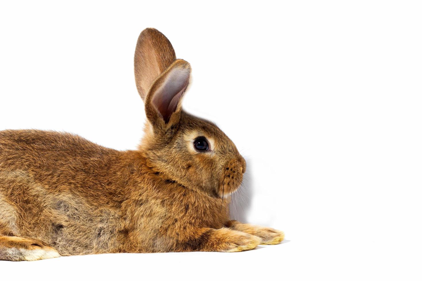 kleines flauschiges rotes Kaninchen isoliert auf weißem Hintergrund. hase für ostern nahaufnahme. foto