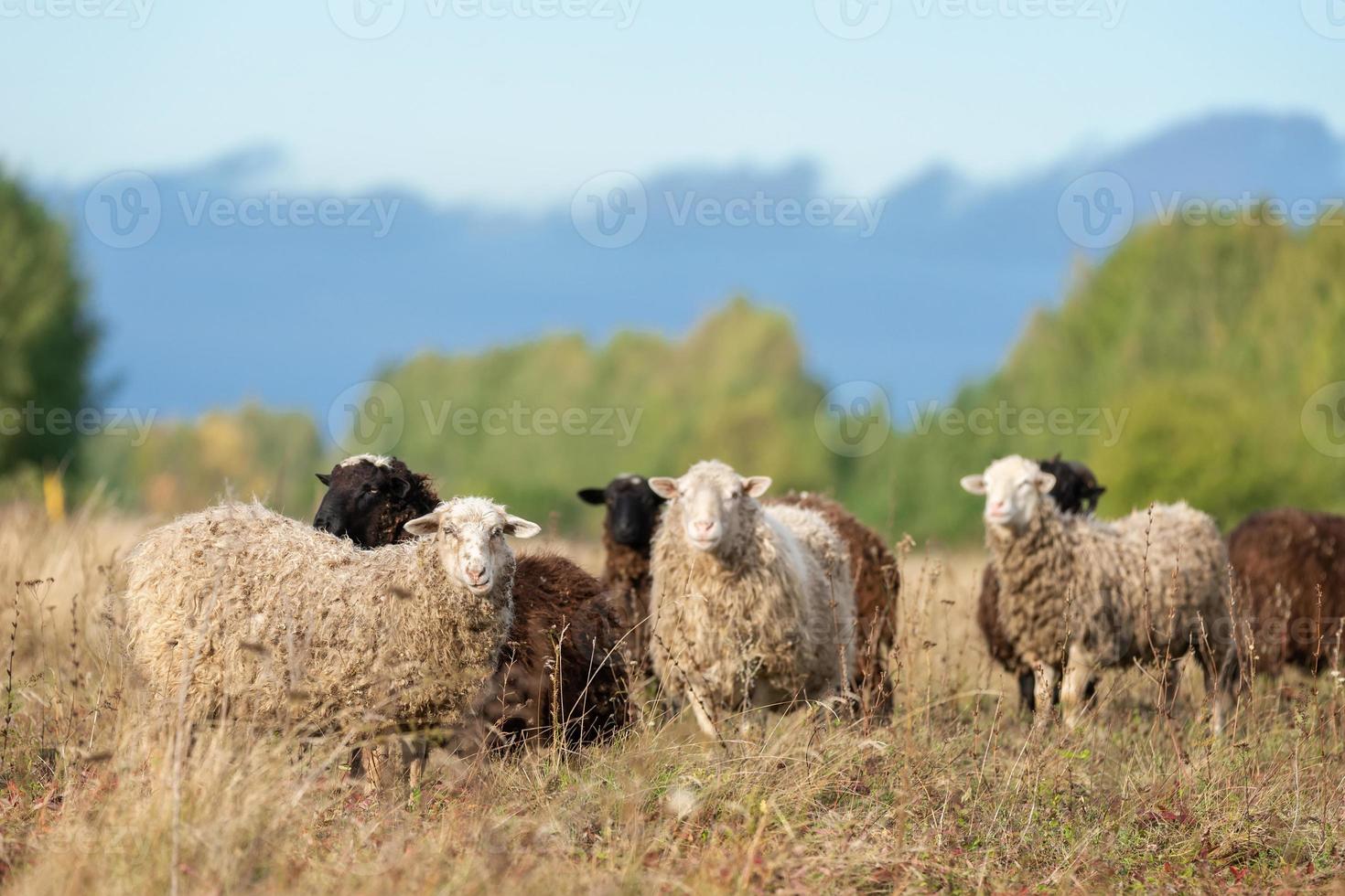 Schafe und Lamm auf grünem Gras. foto