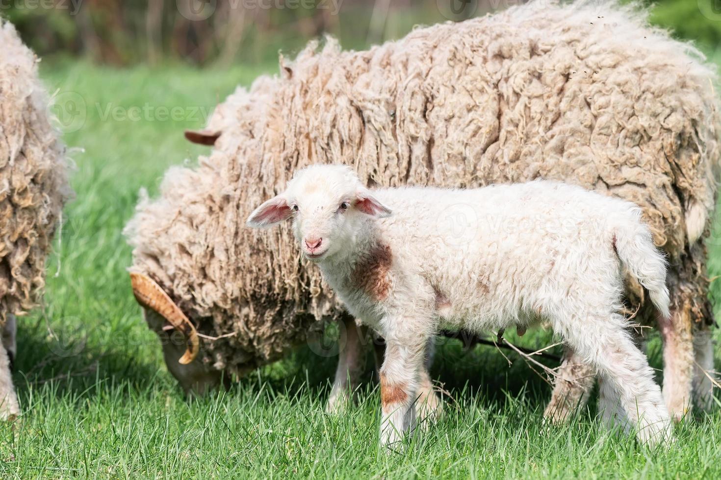 Schafe und Lamm auf grünem Gras foto