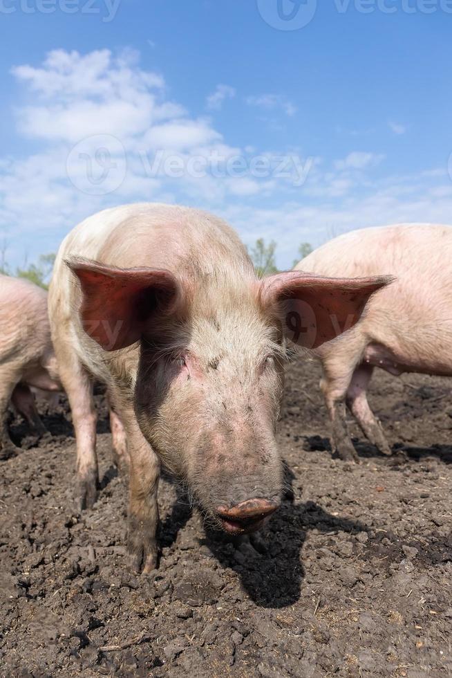 Schweinehaltung Aufzucht und Zucht von Hausschweinen. foto