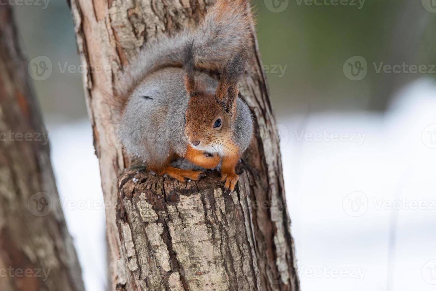 Eichhörnchen sitzt auf einem Ast im Winterwald und knabbert Samen auf schneebedeckten Bäumen Hintergrund.. foto