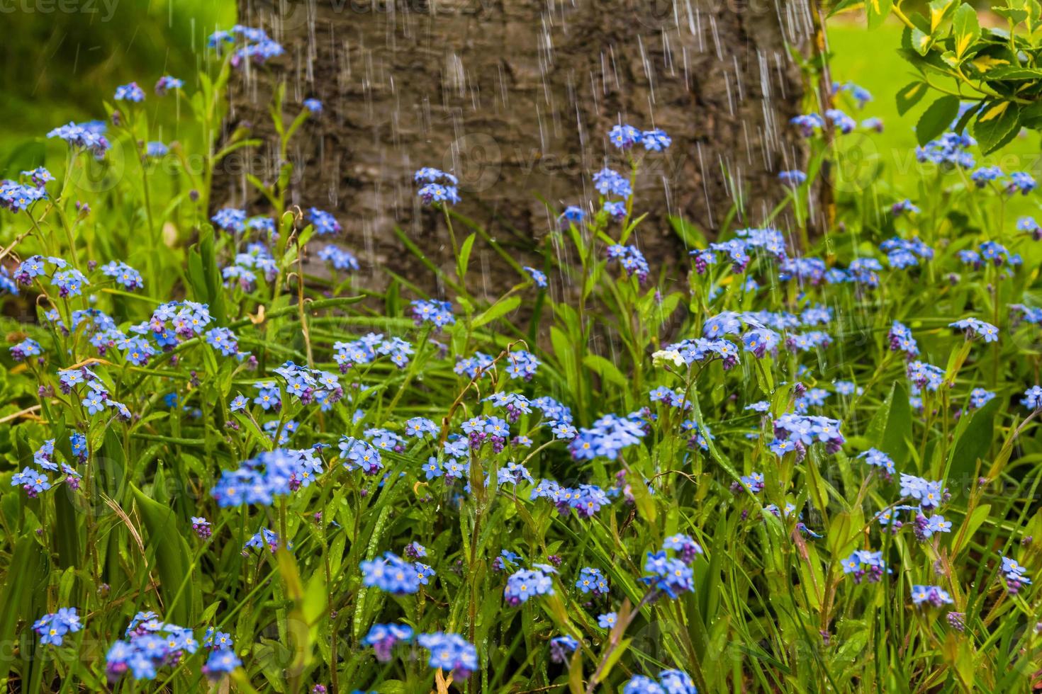 Tropfen Wasser fallen frühlingsblauen Blüten foto