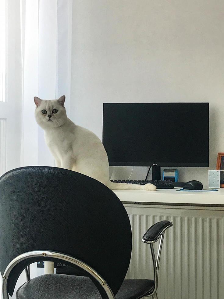 Weißes süßes Kätzchen sitzt auf dem Tisch am Fenster. Katze spielt Computer. Die Katze beobachtet den Besitzer, der auf seinem Schreibtisch sitzt. flauschige Haustiere mit süßen Augen. hübscher reinrassiger Brite foto