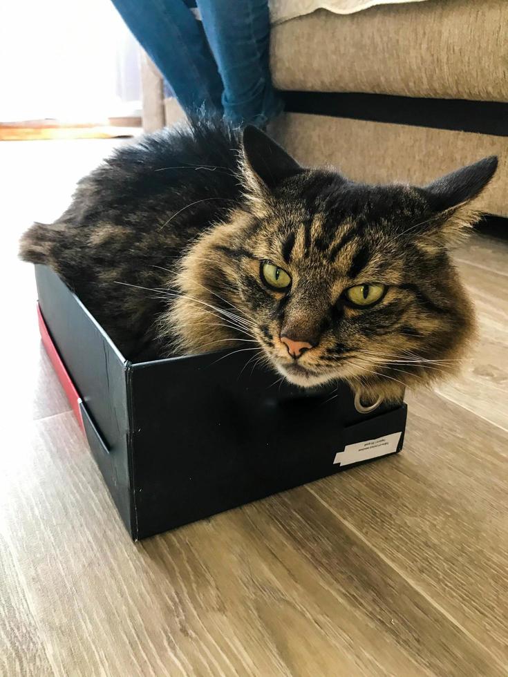 Schwarze kleine Katze liegt in einer Kiste. Grüne süße Augen mit Pfeilen sehen den Besitzer an. Verspielte Katze spielt und schläft in einer kleinen Box. Haustiere zu Hause, Wohnkomfort. die box mit der katze ist auf einem farbigen laminat foto