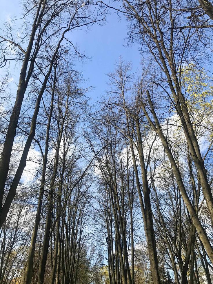 Äste von Bäumen auf einem Hintergrund des blauen Himmels im Park, grüne Ecke. natürliche Schönheit. Rustikales Fenster aus natürlichen Materialien. Naturpark-Designkonzept foto