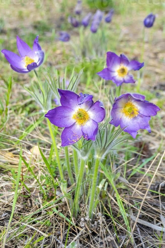 erste frühlingsblaue schneeglöckchenblumen foto