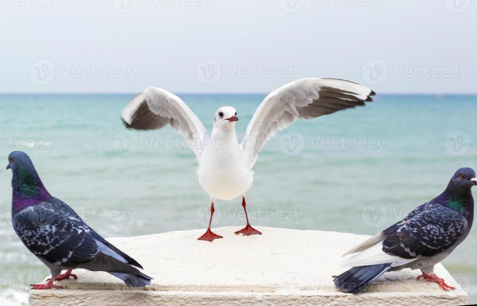 Weiße Möwe, die ihre Flügel gegenüber dem Meer ausbreitet foto