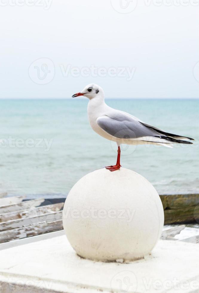 weiße Möwe, die auf einem Stein gegenüber dem Meer steht foto