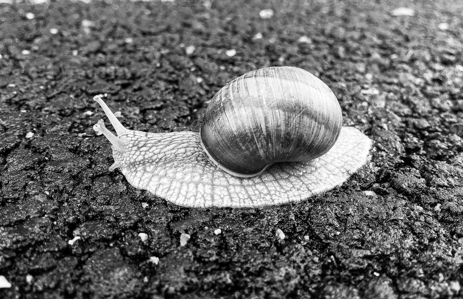 große Gartenschnecke im Gehäuse kriecht auf nasser Straße, beeil dich nach Hause foto