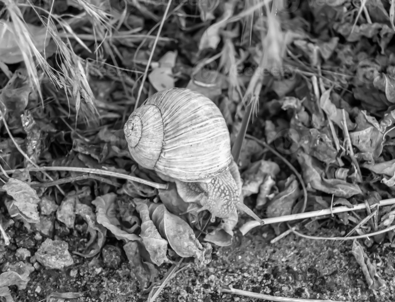 große Gartenschnecke im Gehäuse kriecht auf nasser Straße, beeil dich nach Hause foto