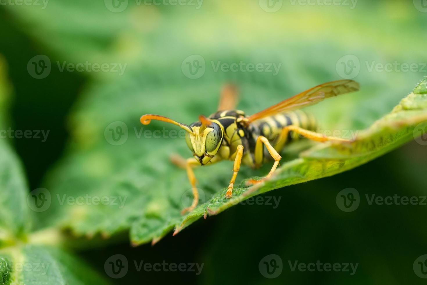 Wespe auf dem grünen Blatt in der Natur. Insekt foto