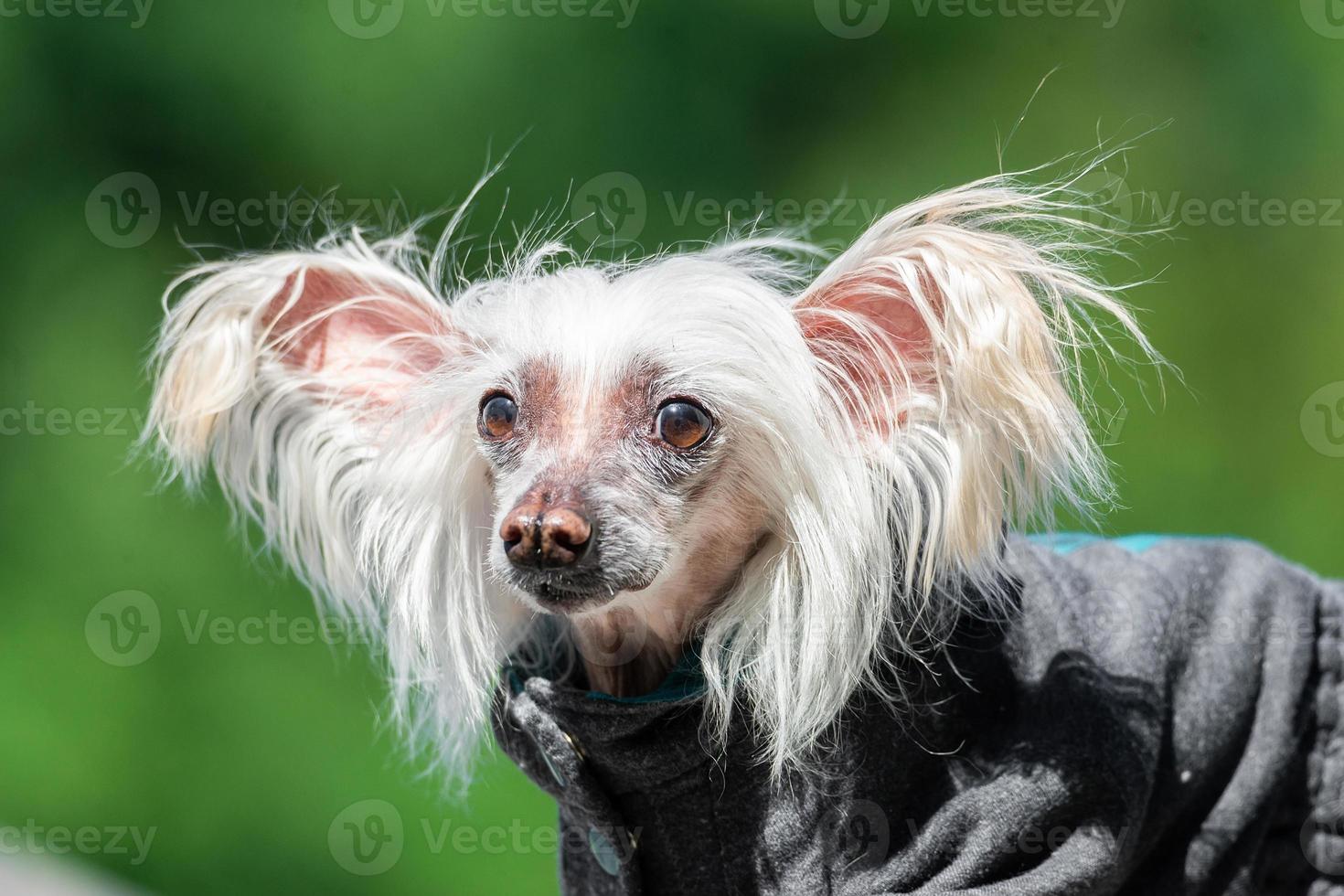 Chinesischer Schopfhund.. foto