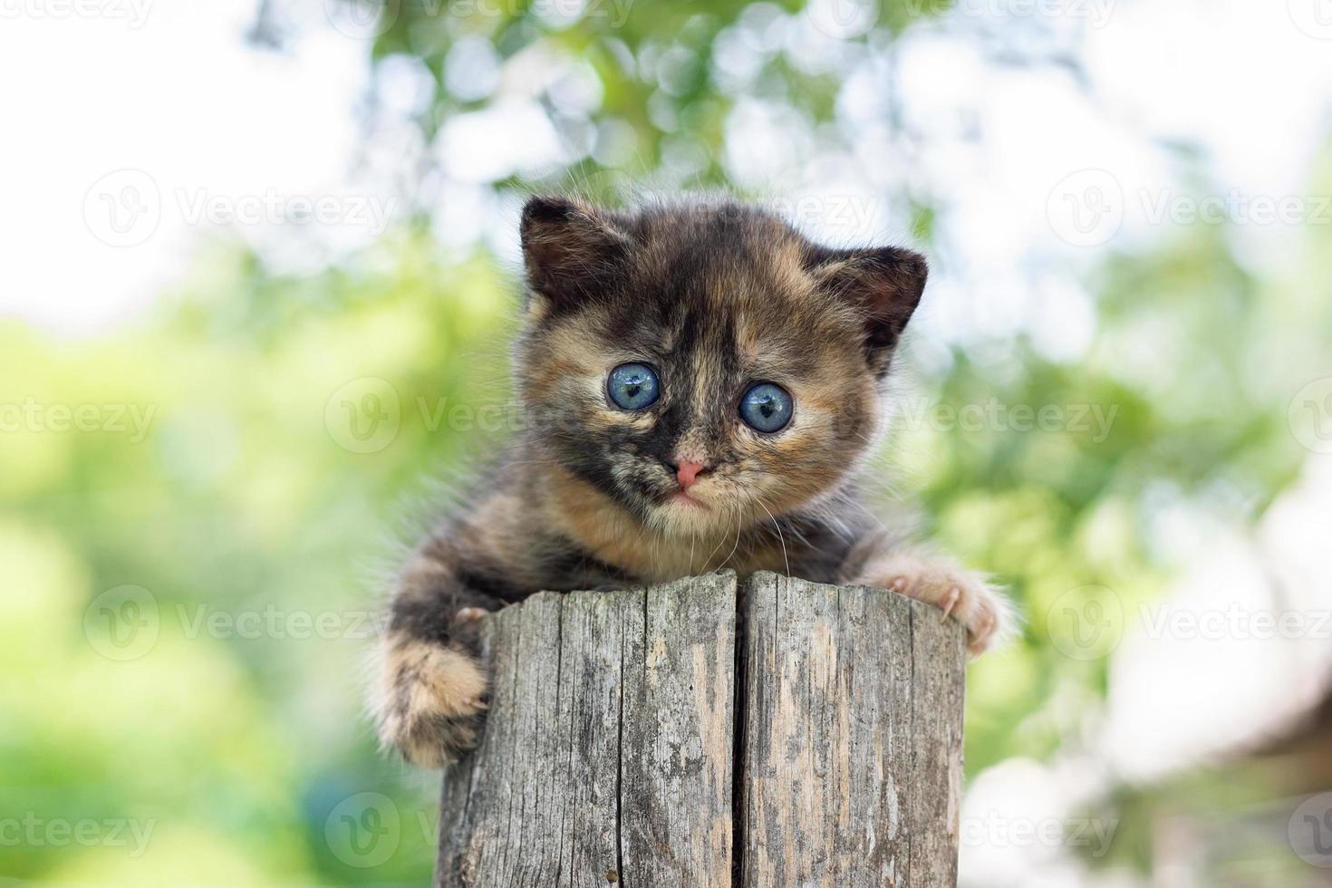 Katze sitzt im Gras.. foto