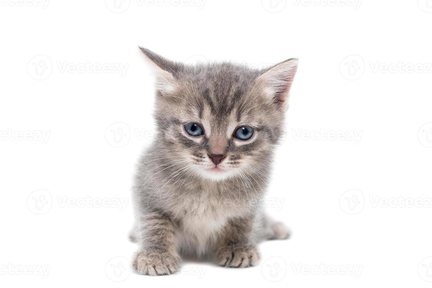 graues Kätzchen isoliert auf weißem Hintergrund. foto
