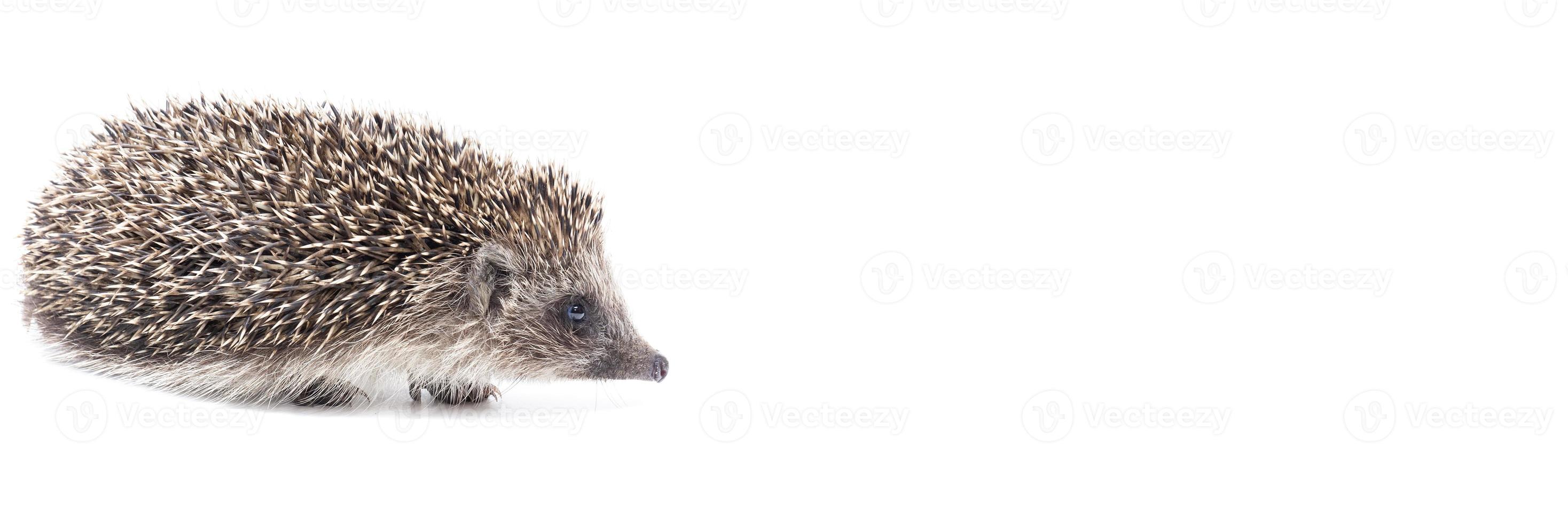 Igelisolat auf weißem Hintergrund foto