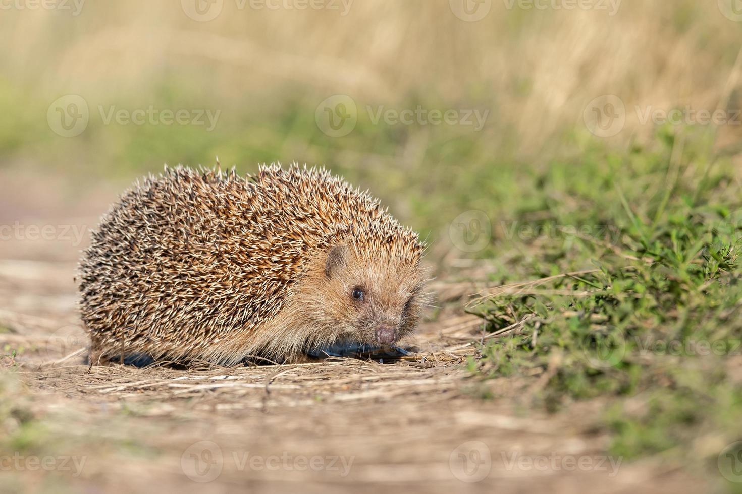 Igel auf dem Gras. foto