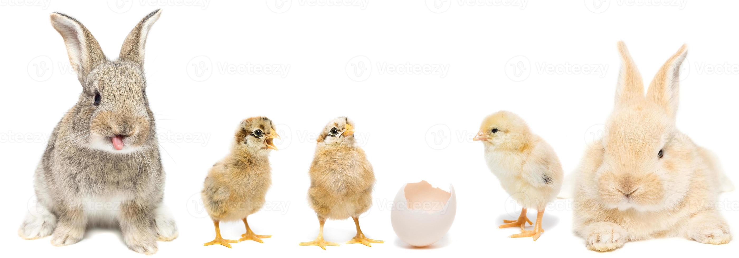 Frohe Ostern. Hühner im Hasen. foto