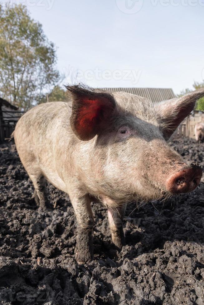 Schweinehaltung Aufzucht und Zucht von Hausschweinen.. foto