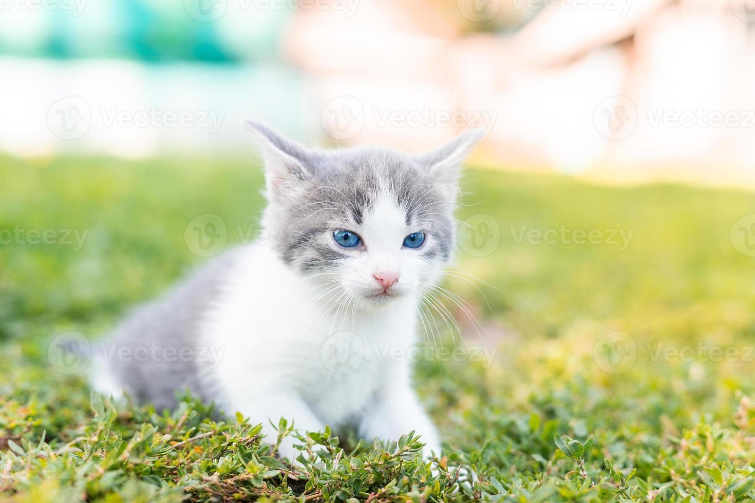 Katze sitzt im Gras. foto