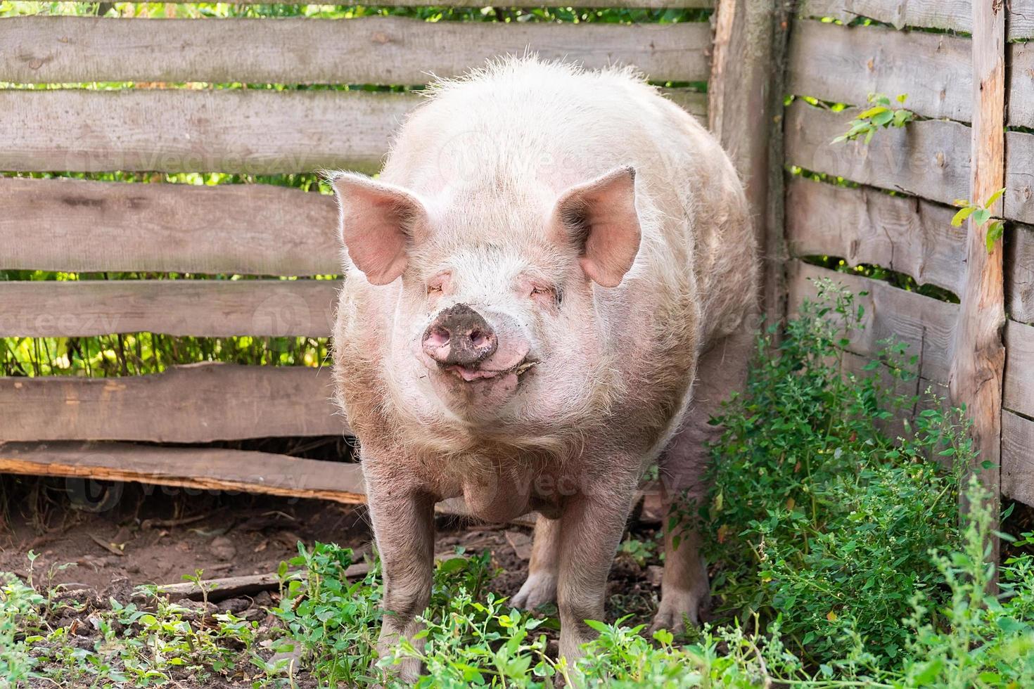 Schweinehaltung Aufzucht und Zucht von Hausschweinen.. foto
