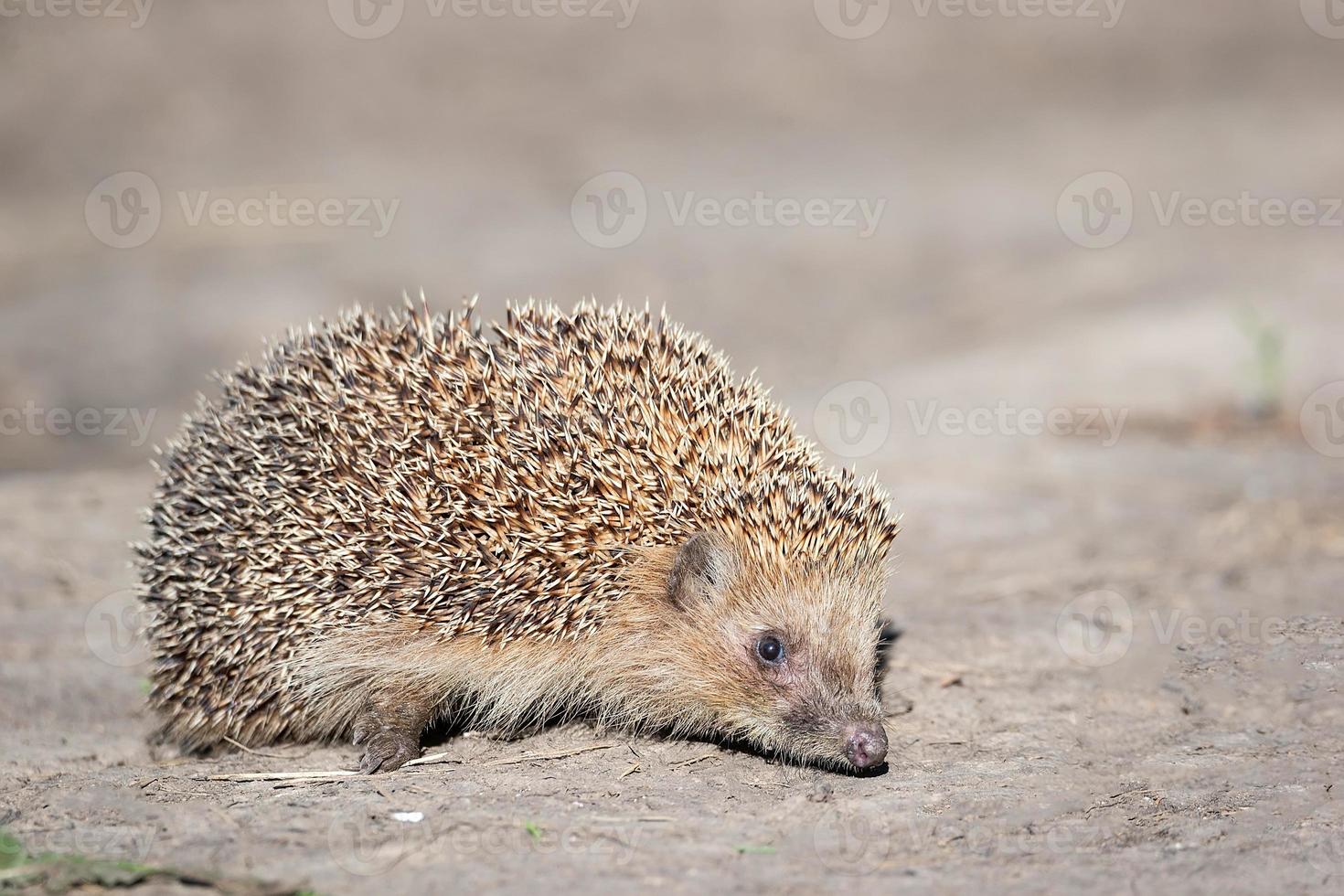 Igel auf dem Gras. foto