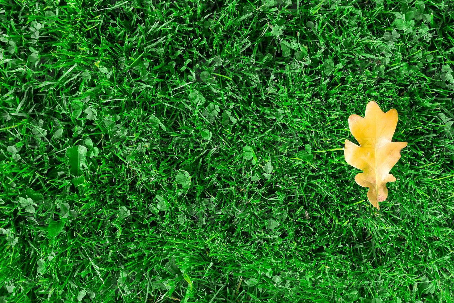 Eichenblatt auf grünem Gras foto