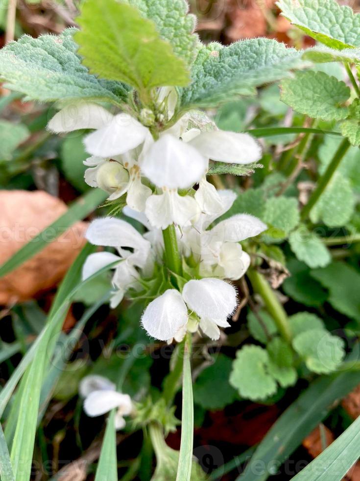 Lamium album Lamium weiße Blüten und Blätter in natürlicher Umgebung aus nächster Nähe. foto