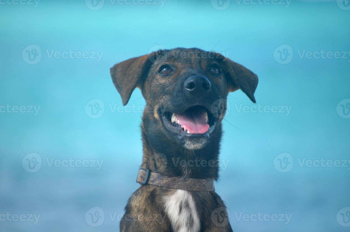 süßer aruban cunucu hund foto