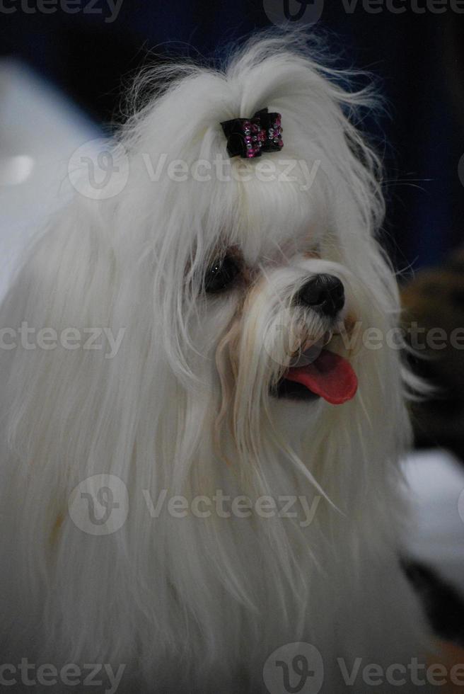 gepflegter weißer malteser hund foto