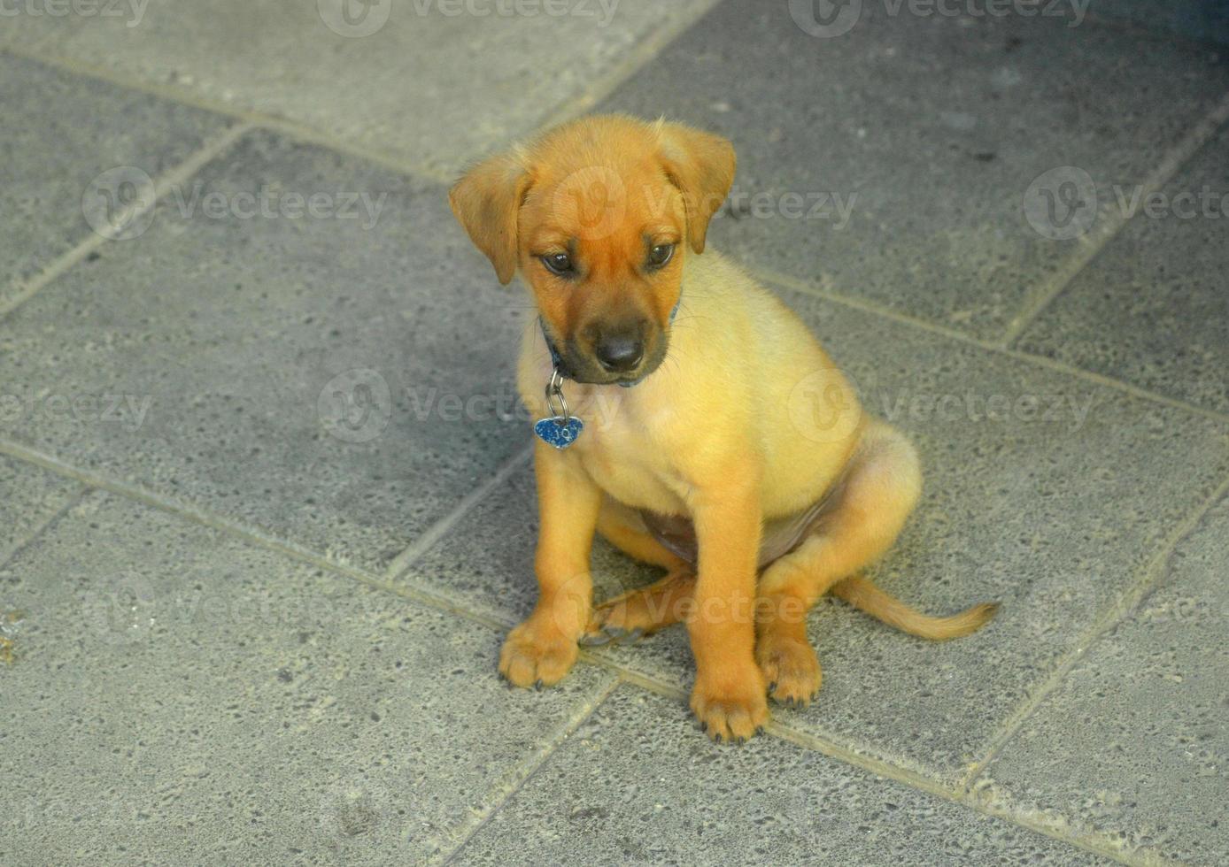 Goldener Cunucu-Welpe auf Aruba foto