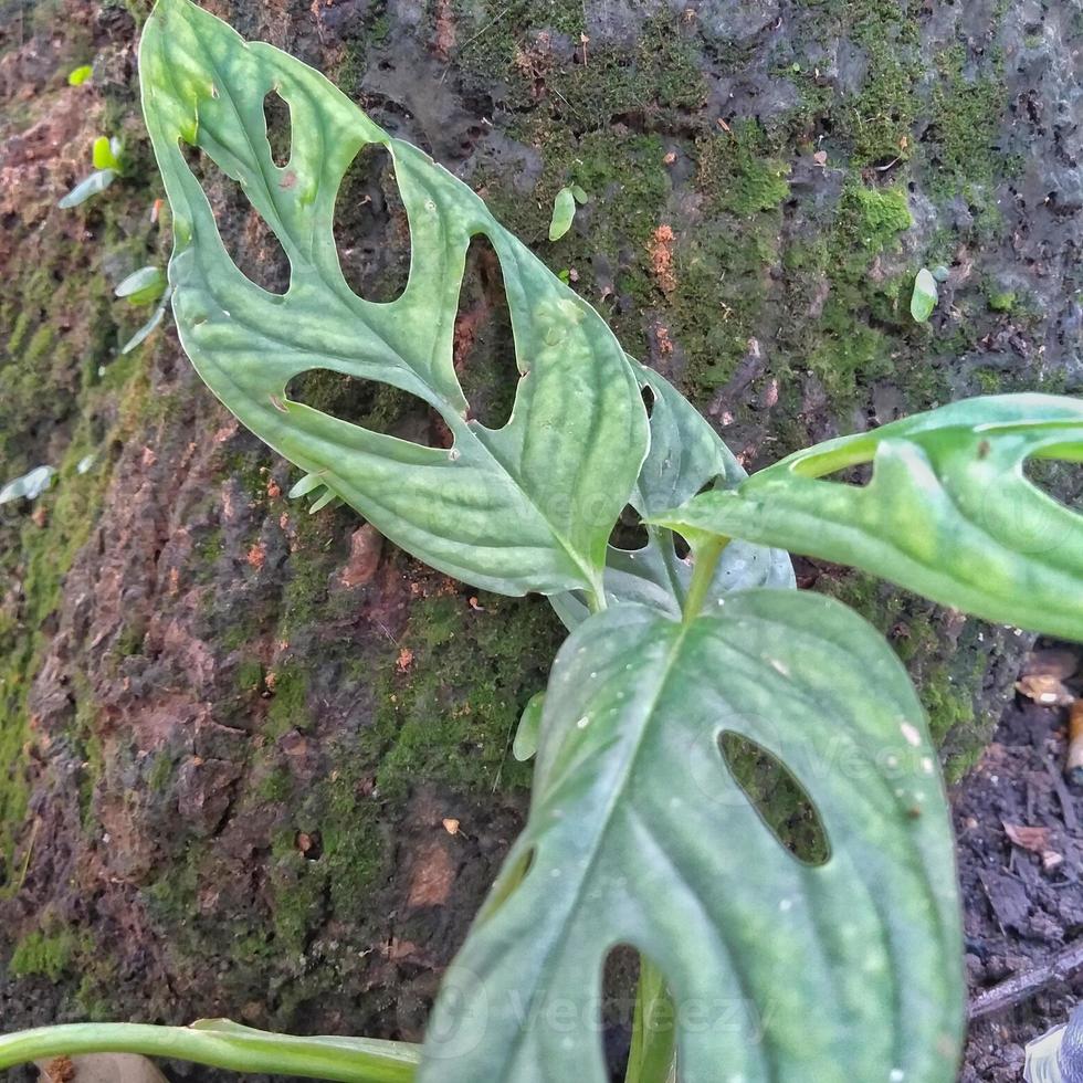 monstera adansonii zierpflanze oder schweizer käsepflanze, die im hof des hauses gepflanzt wird, damit der hof schöner und attraktiver aussieht foto