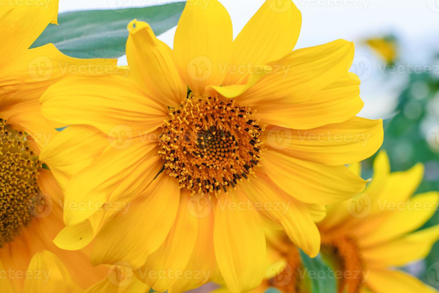 schöne Sonnenblume foto
