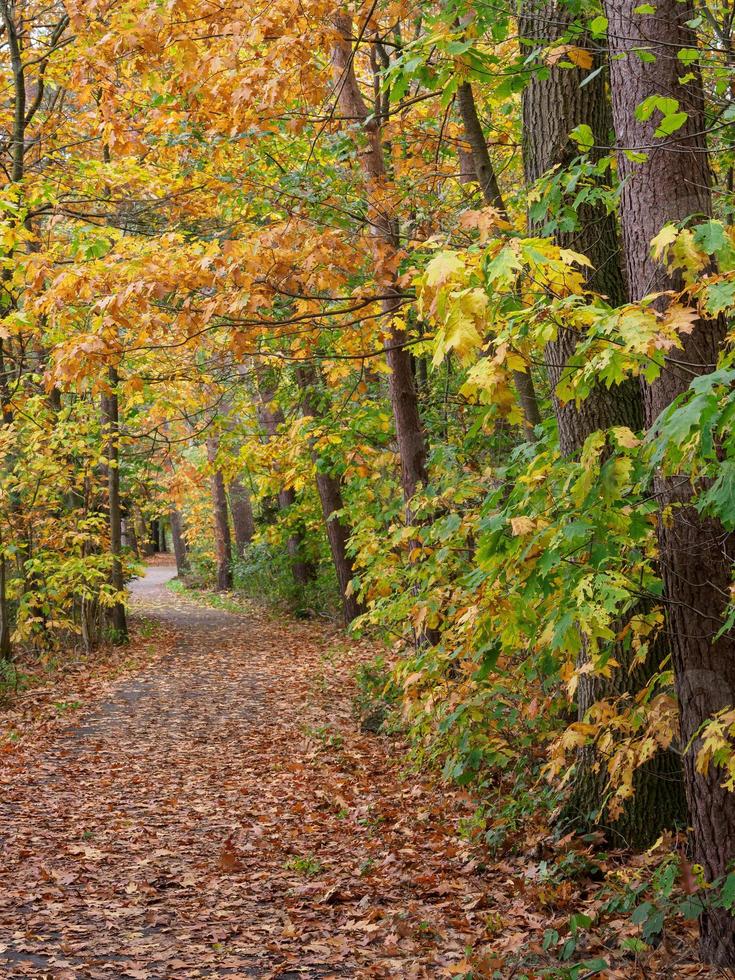 Herbst im Wald foto