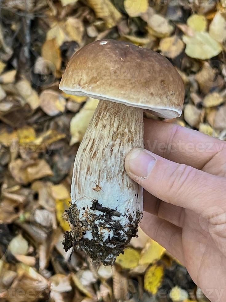 Pilze sammeln im Wald, ein schöner essbarer Pilz in der Hand des Pilzsammlers. foto