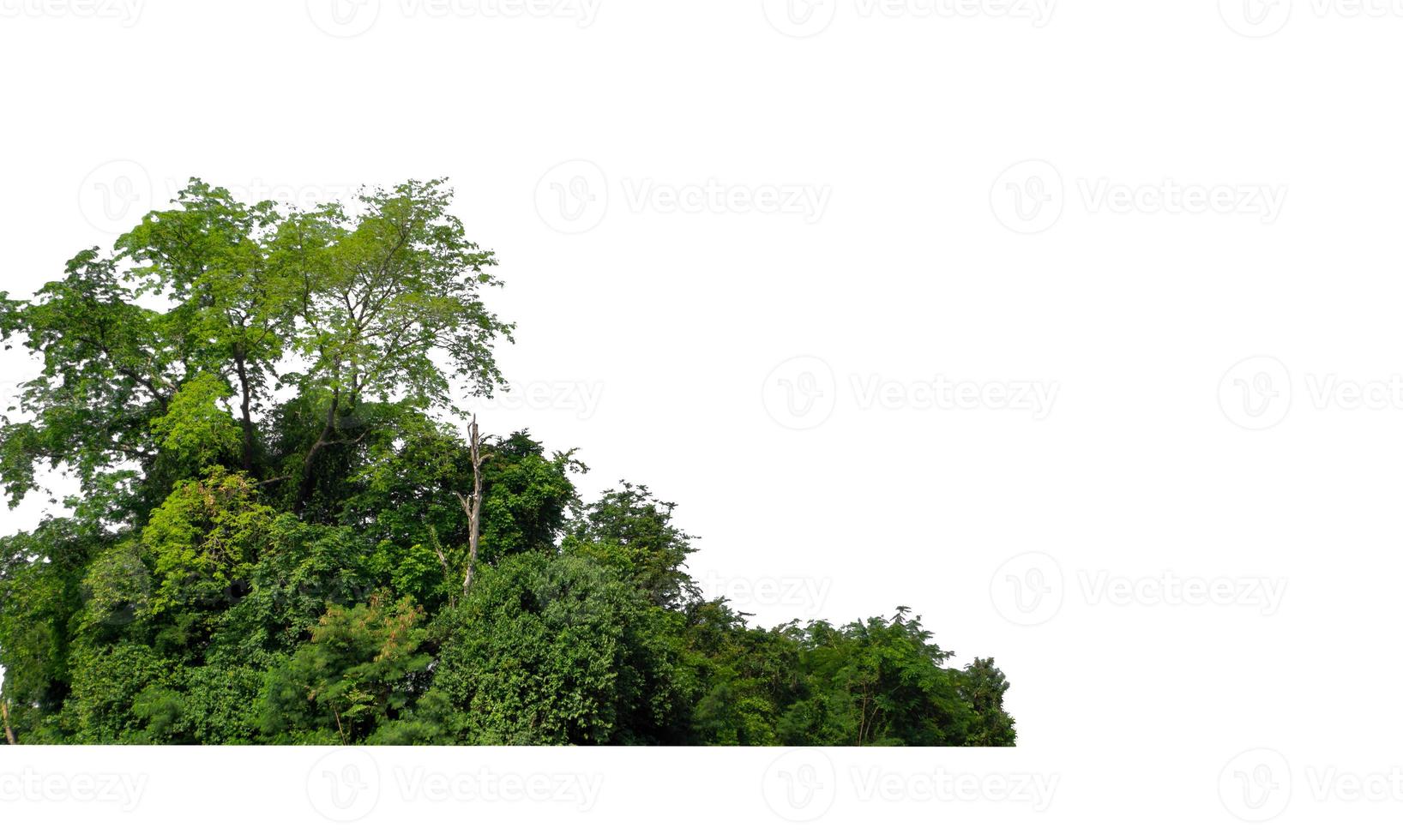 grüne Bäume isoliert auf weißem Hintergrund. sind Wald und Laub im Sommer sowohl für den Druck als auch für Webseiten foto