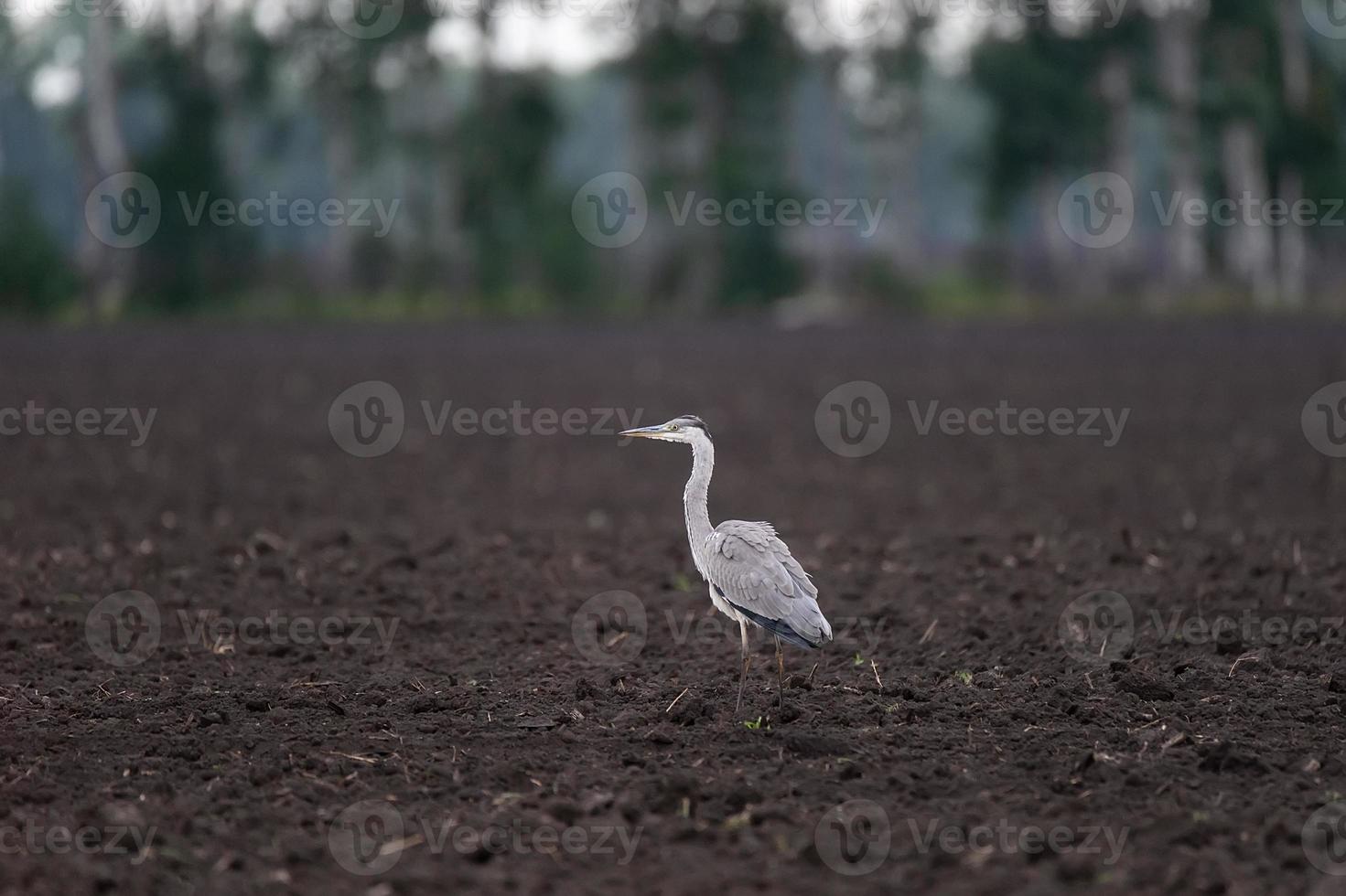 Reiher auf der Erde foto