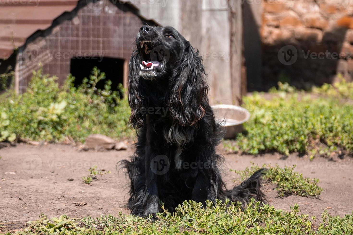 Cocker Spaniel bewachen das Haus foto