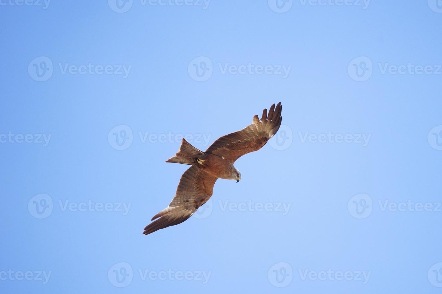 Schwarzmilan Milvus Migrans foto