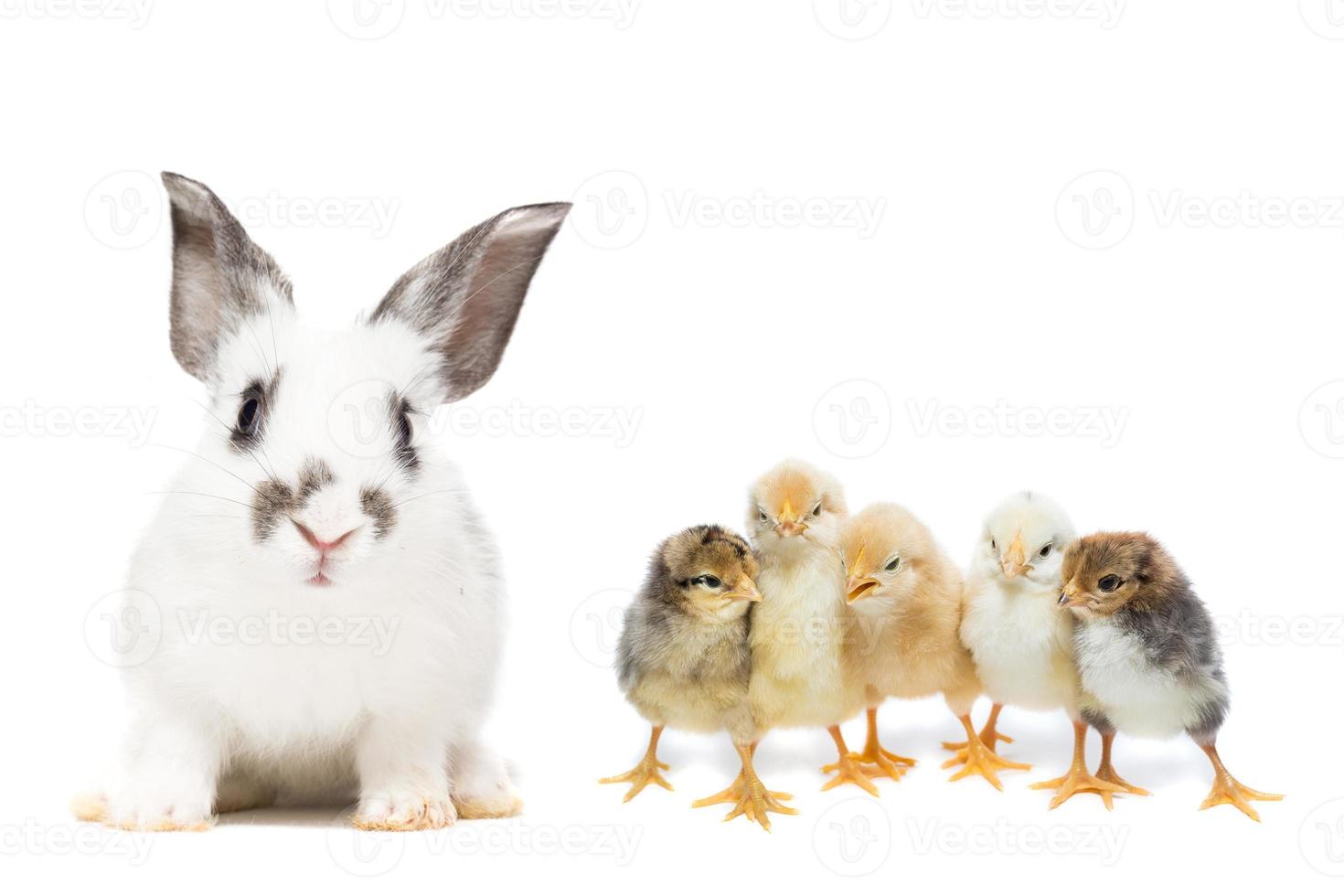 Kaninchen und Huhn foto