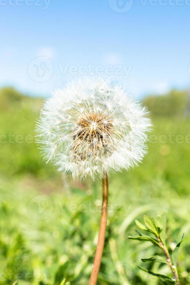 Löwenzahn gegen die Natur foto