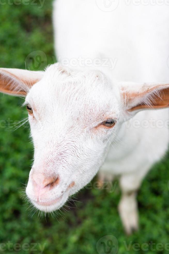 Ziege auf Gras foto