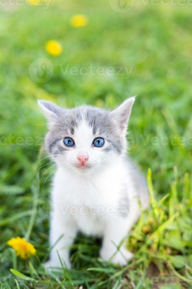 Kätzchen auf dem Rasen. foto