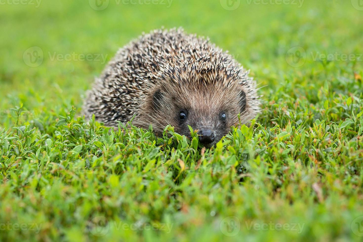 Igel auf dem Gras foto