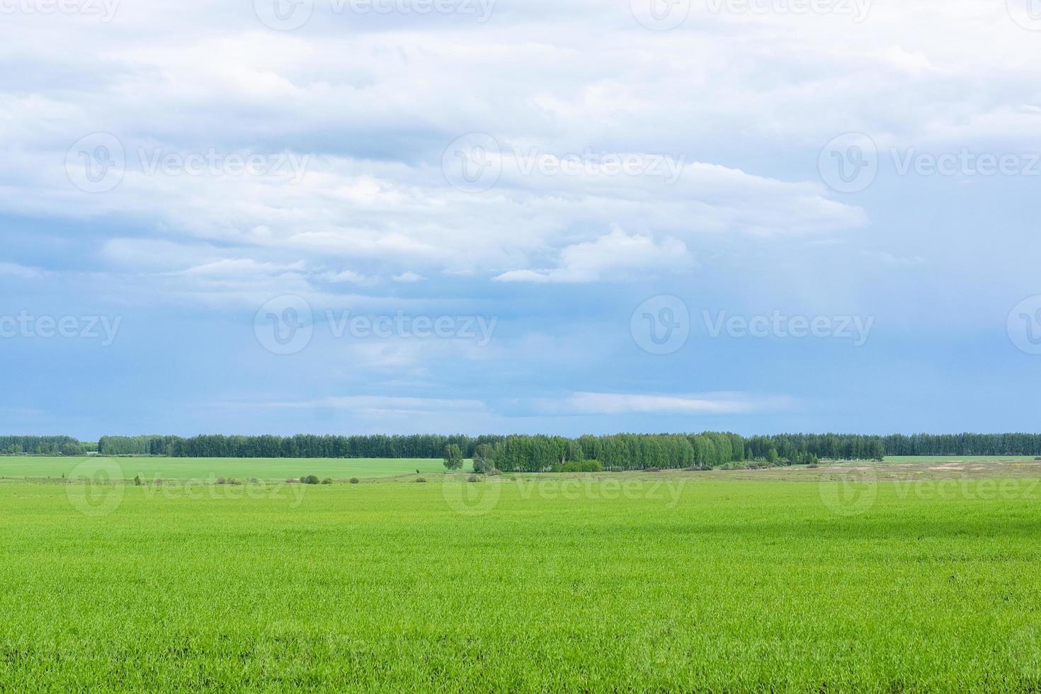 Feld und Birkenhain foto