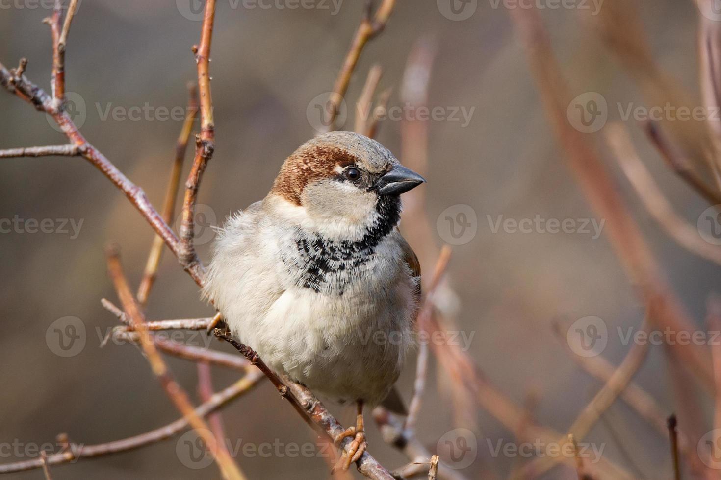 Spatz auf dem Baum foto